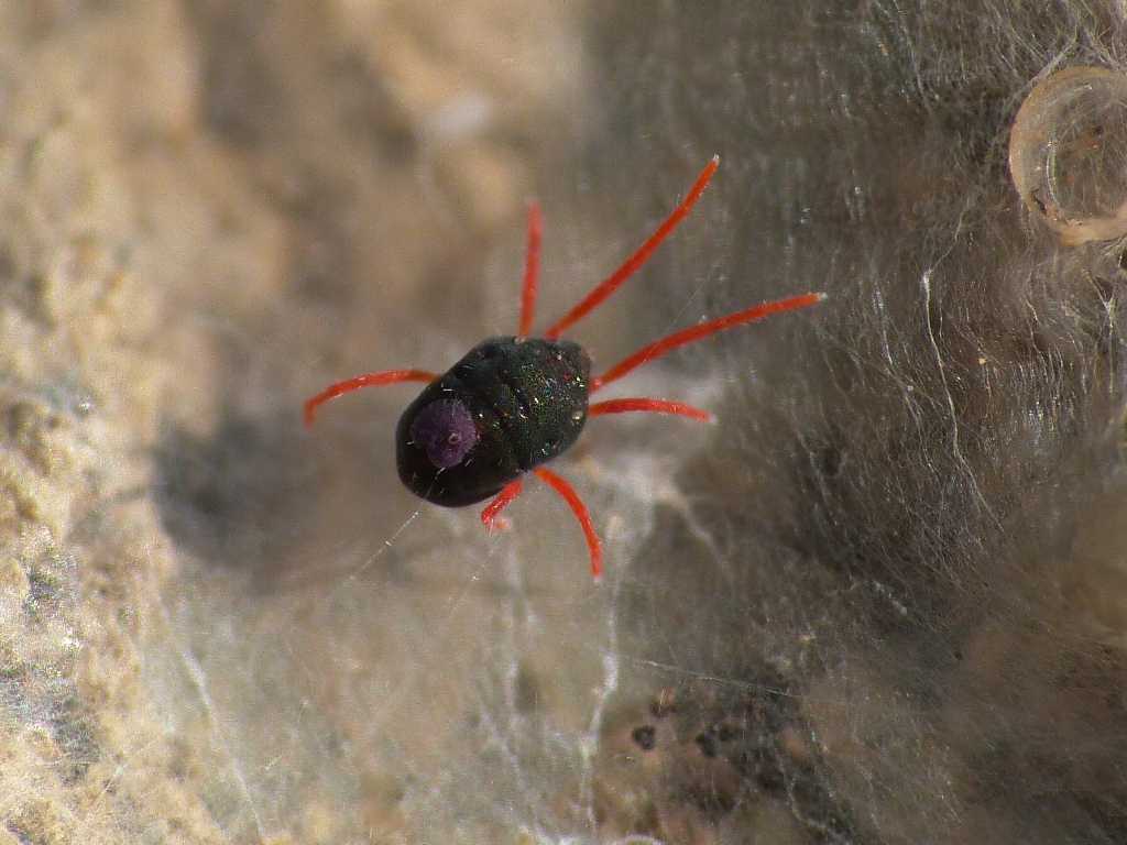 Blu zampe rosse: Halotydeus sp. (Penthaleidae) - Tolfa (RM)